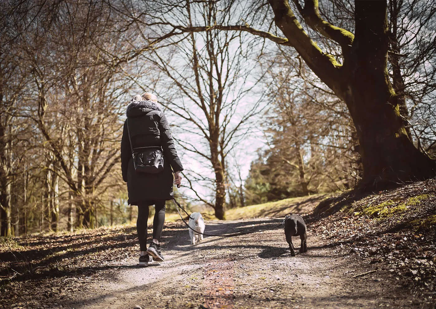 Woman walking two dogs along a sunlit woodland path